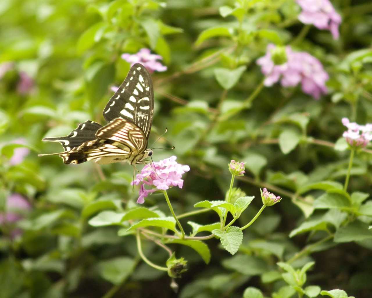 Butterfly Foto tapety (3) #2 - 1280x1024