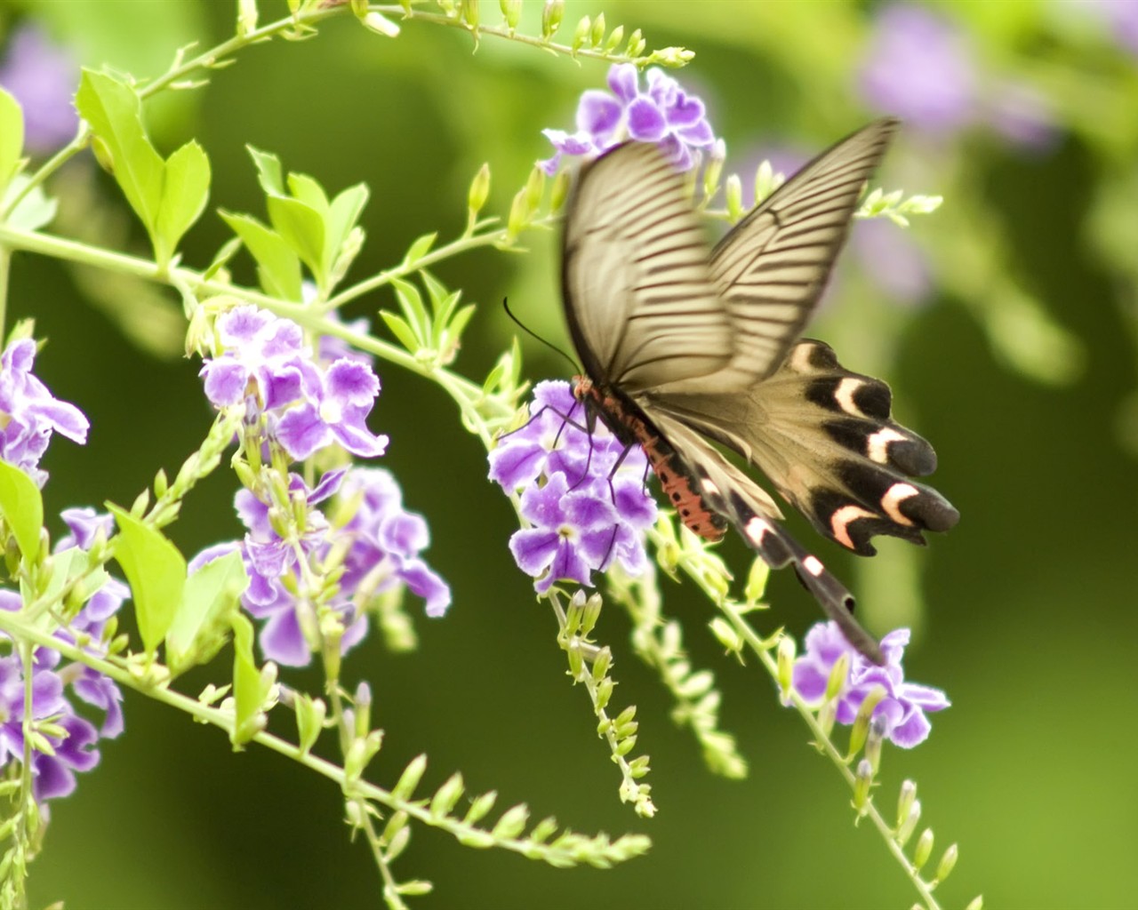 Butterfly Foto tapety (3) #3 - 1280x1024