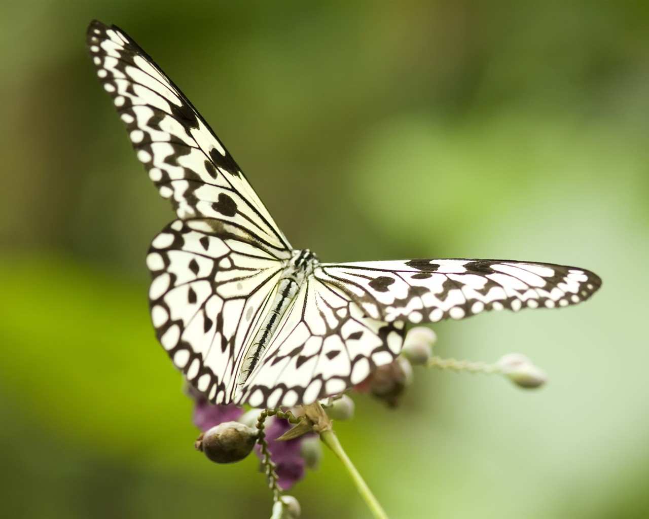 Butterfly Foto tapety (3) #7 - 1280x1024