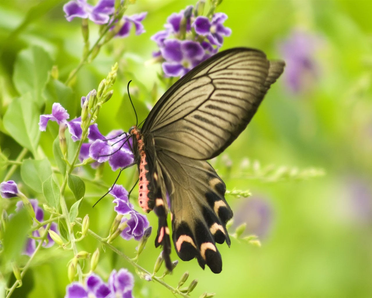 Fondo de pantalla de fotos de mariposas (3) #11 - 1280x1024