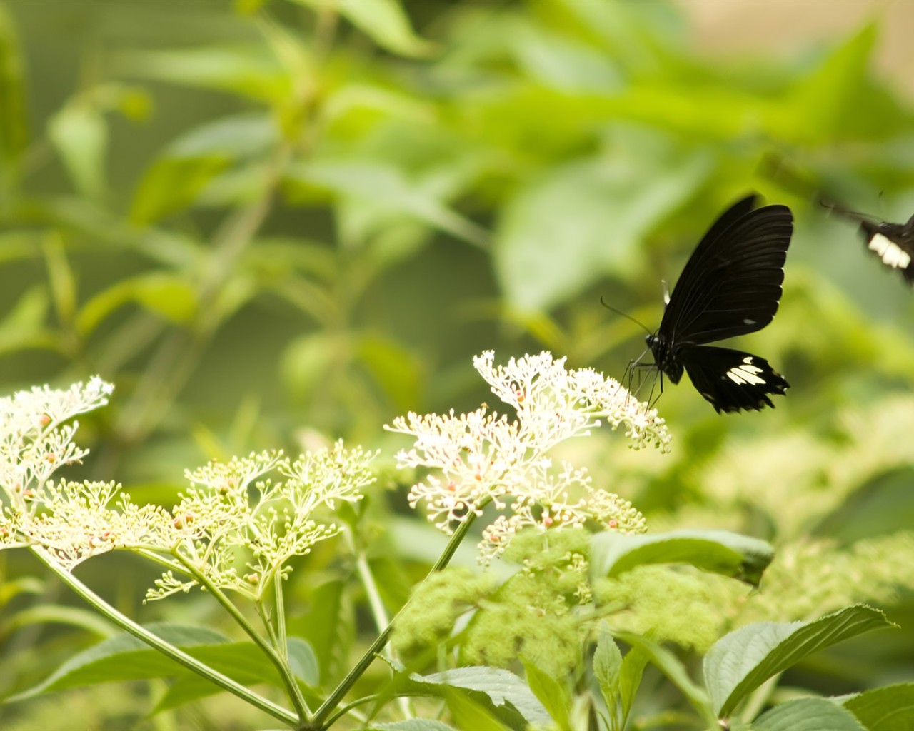 Butterfly Foto tapety (3) #12 - 1280x1024