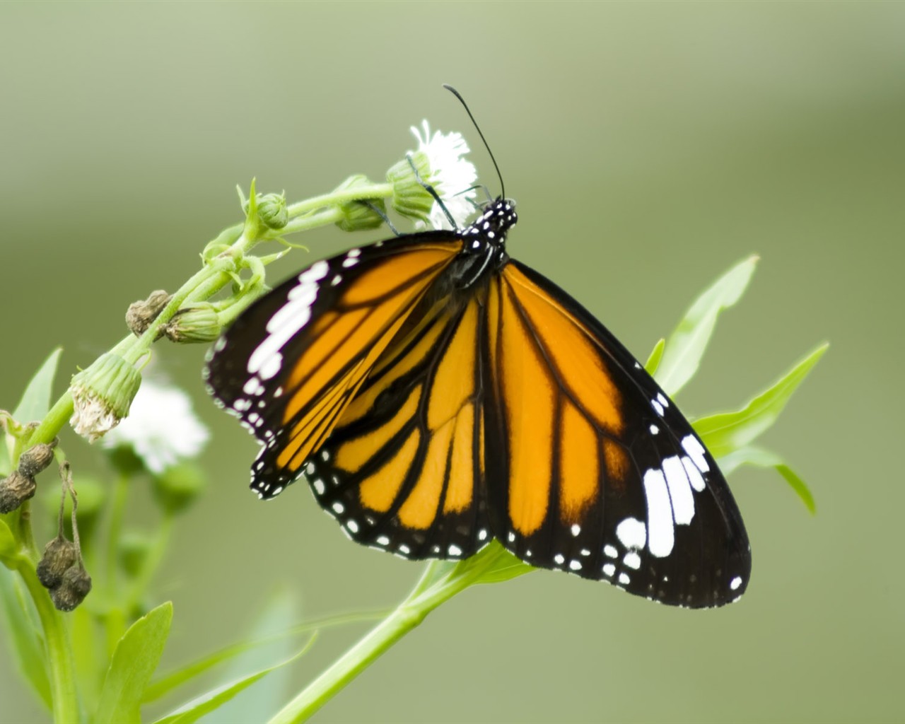 Butterfly Foto tapety (3) #14 - 1280x1024