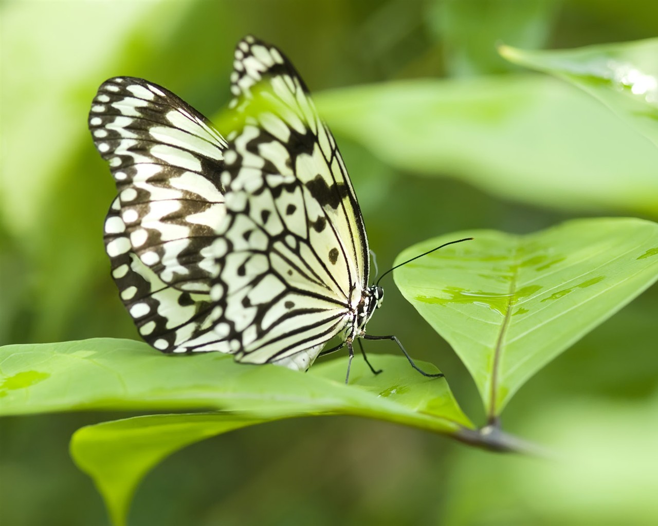 Butterfly Foto tapety (3) #15 - 1280x1024