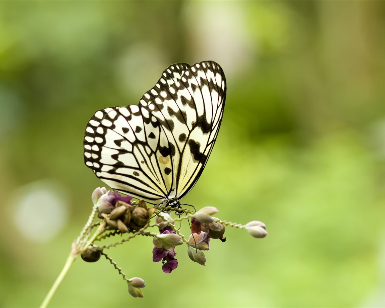 Butterfly Foto tapety (3) #16 - 1280x1024