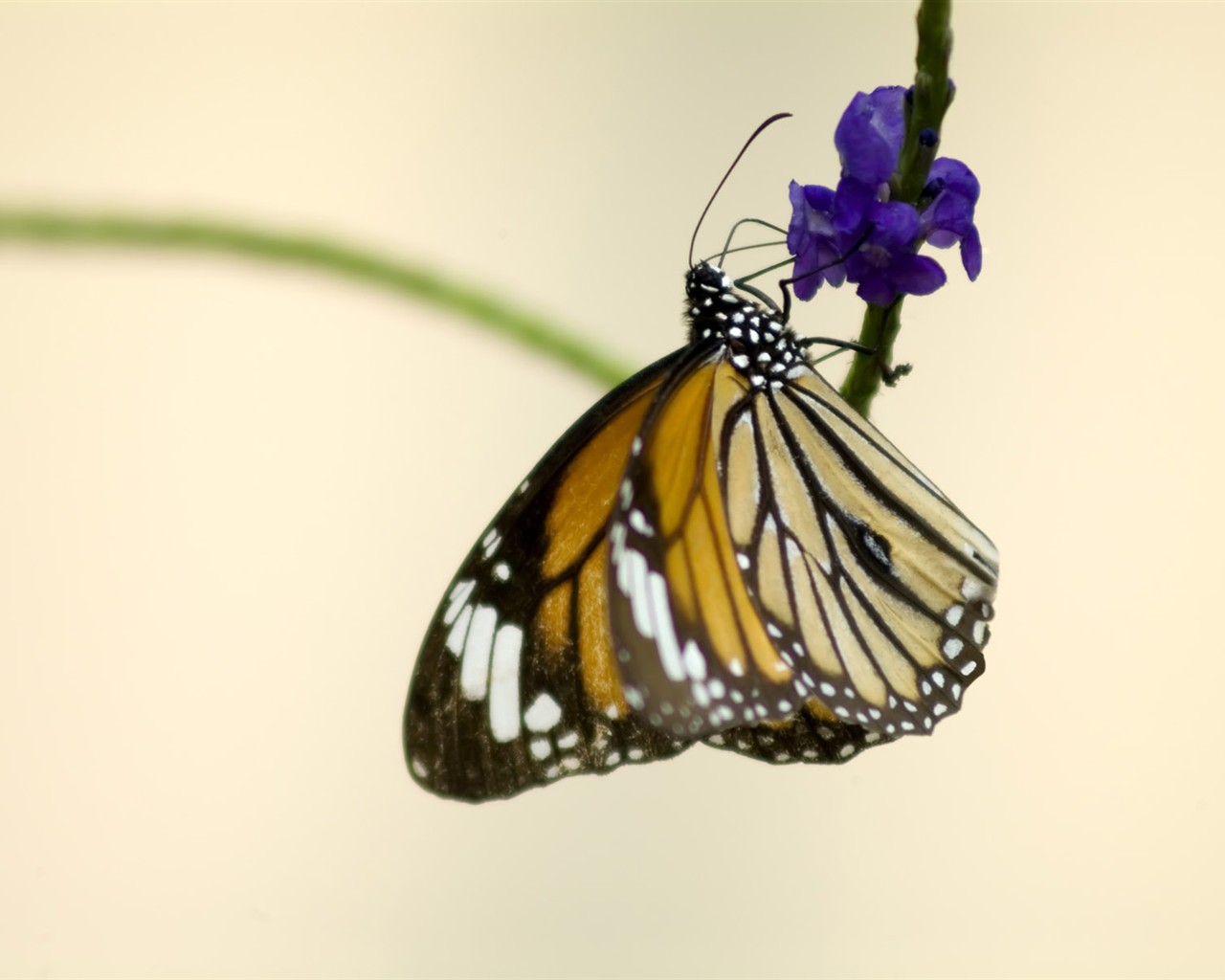 나비 사진 배경 (3) #17 - 1280x1024