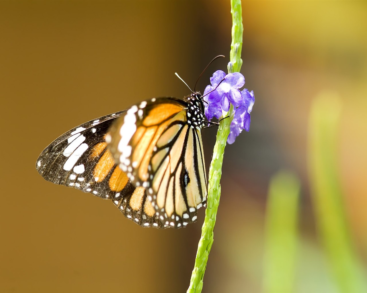 Fondo de pantalla de fotos de mariposas (3) #18 - 1280x1024