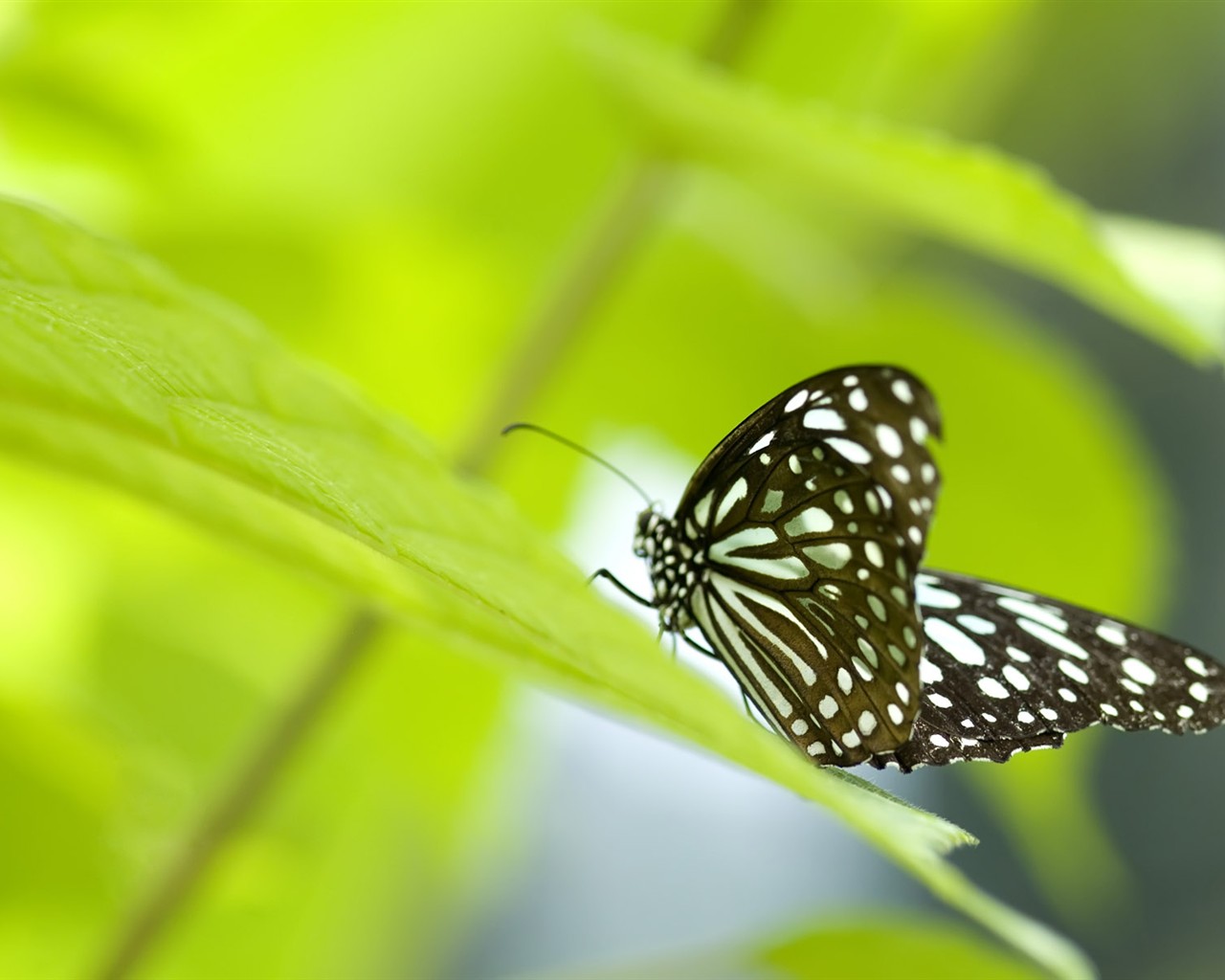 Butterfly Foto tapety (3) #19 - 1280x1024