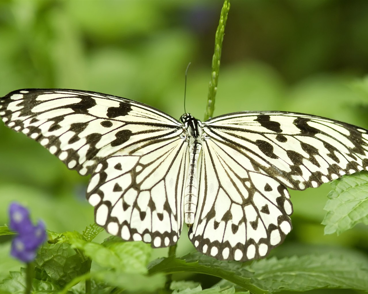 Butterfly Foto tapety (3) #21 - 1280x1024