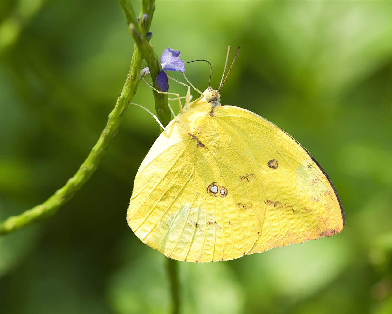 Butterfly Foto tapety (3) #22 - 1280x1024