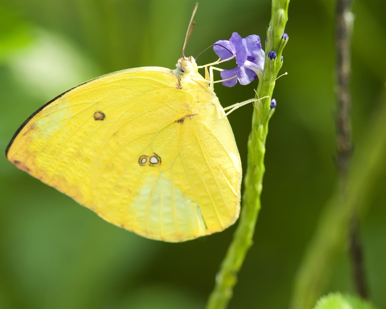 Butterfly Foto tapety (3) #23 - 1280x1024