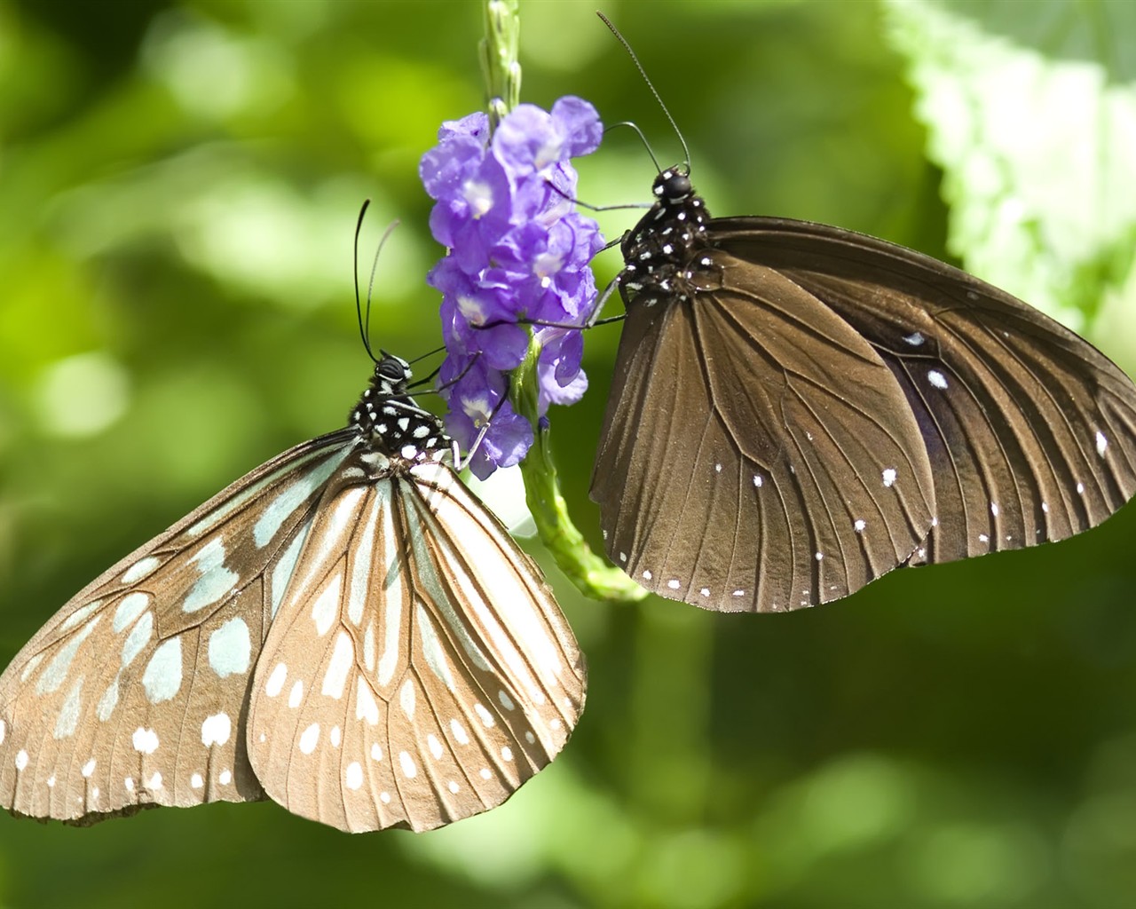 Butterfly Foto tapety (3) #26 - 1280x1024