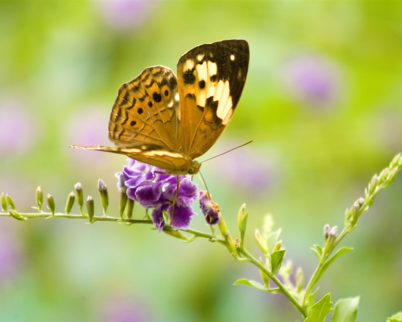 Butterfly Foto tapety (3) #27 - 1280x1024