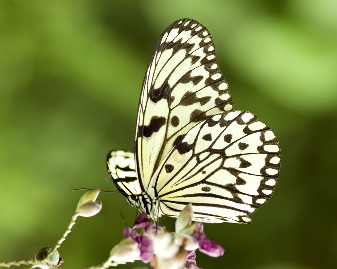 Butterfly Foto tapety (3) #28 - 1280x1024