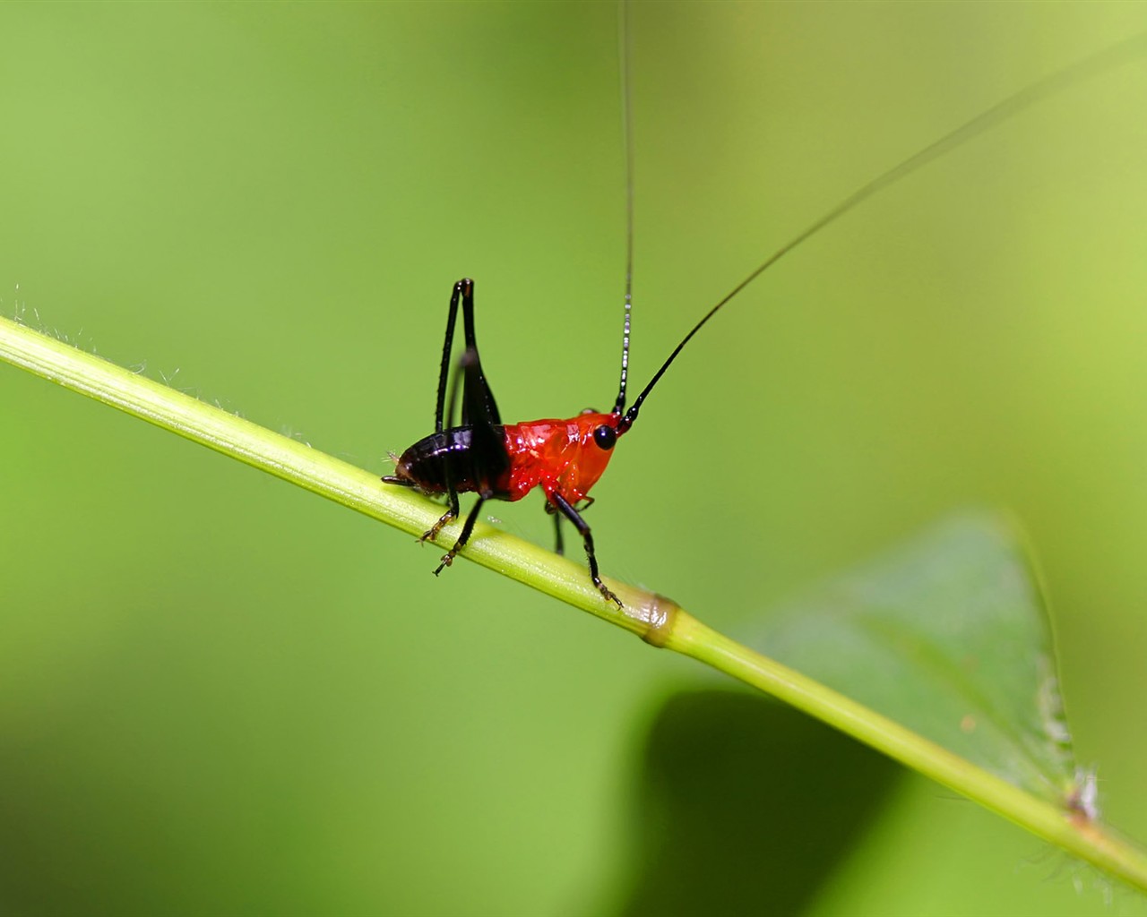 Papel tapiz de insectos # - 1280x1024