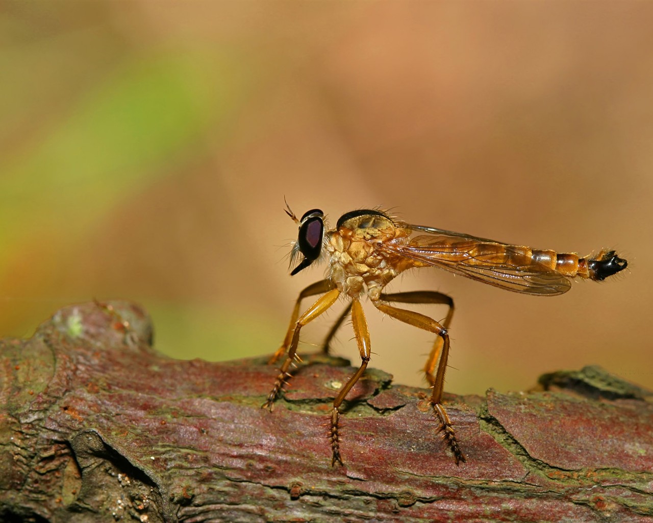 Papier peint des insectes # - 1280x1024