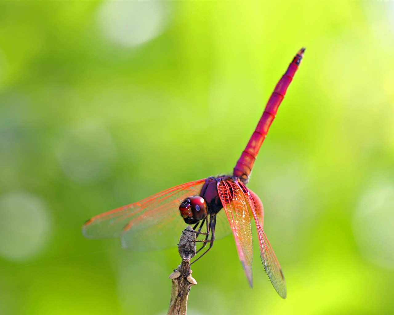 Papier peint des insectes # - 1280x1024