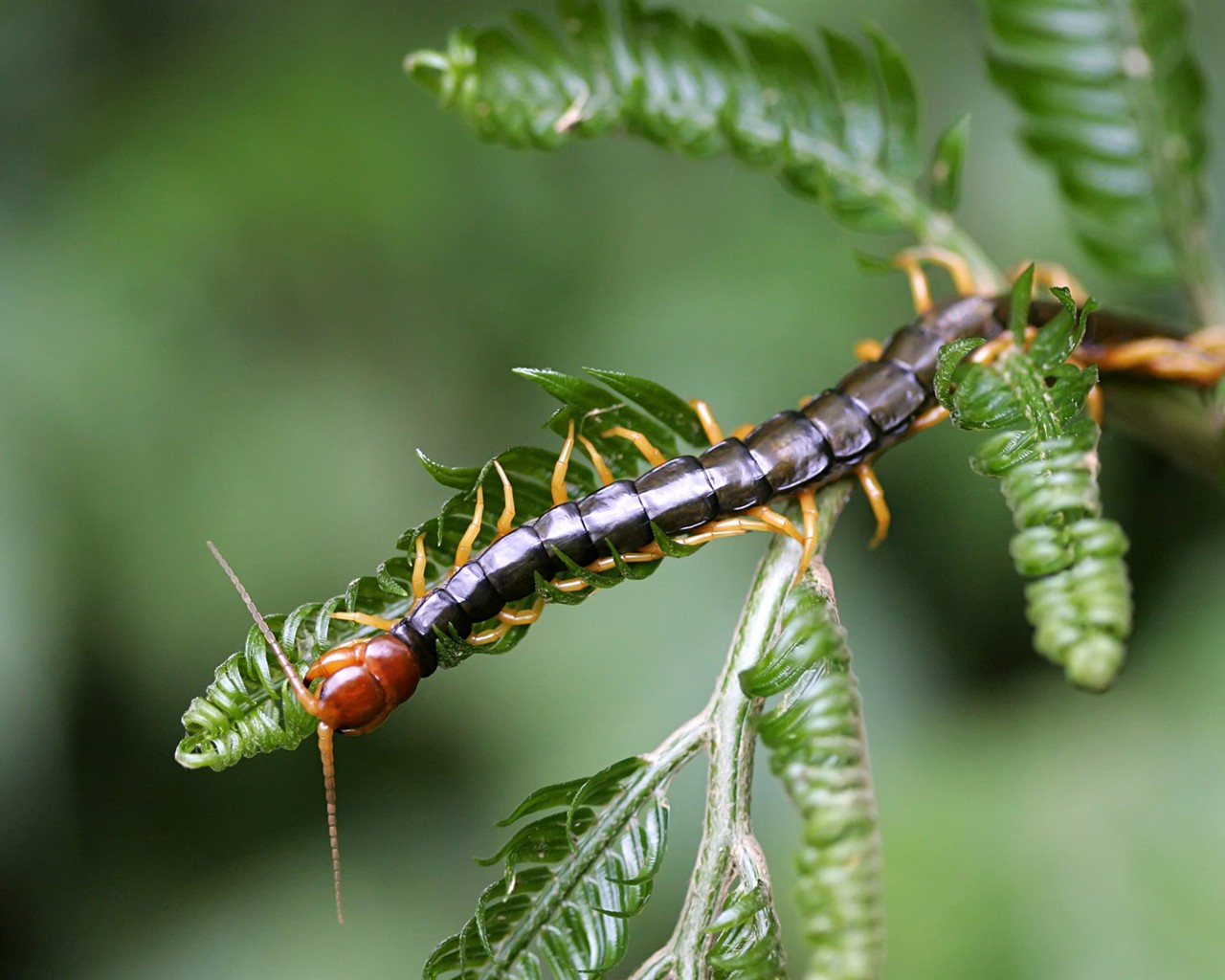 Papier peint des insectes # - 1280x1024