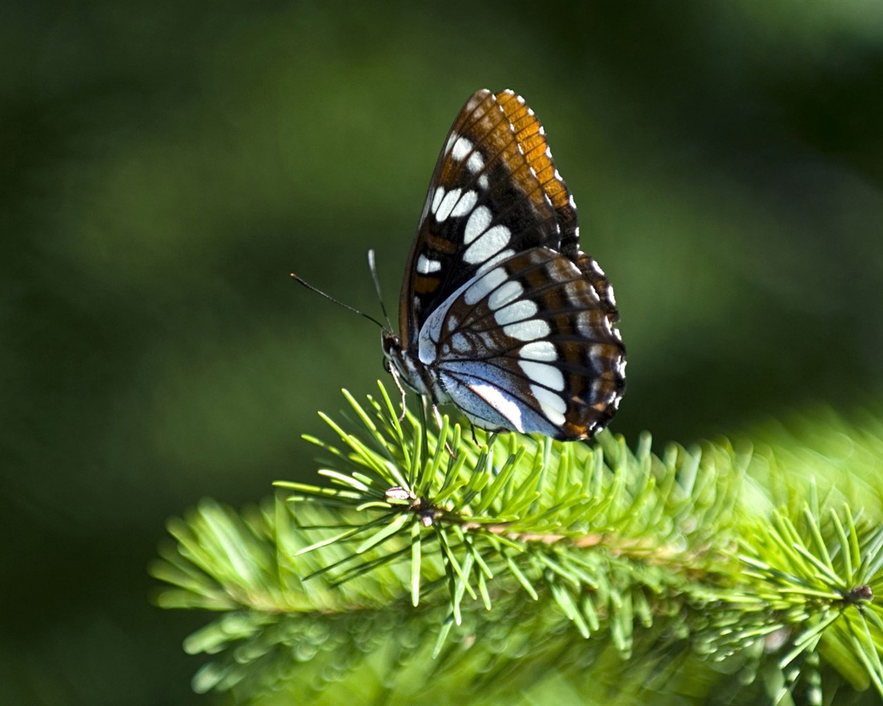 Papier peint des insectes # - 1280x1024