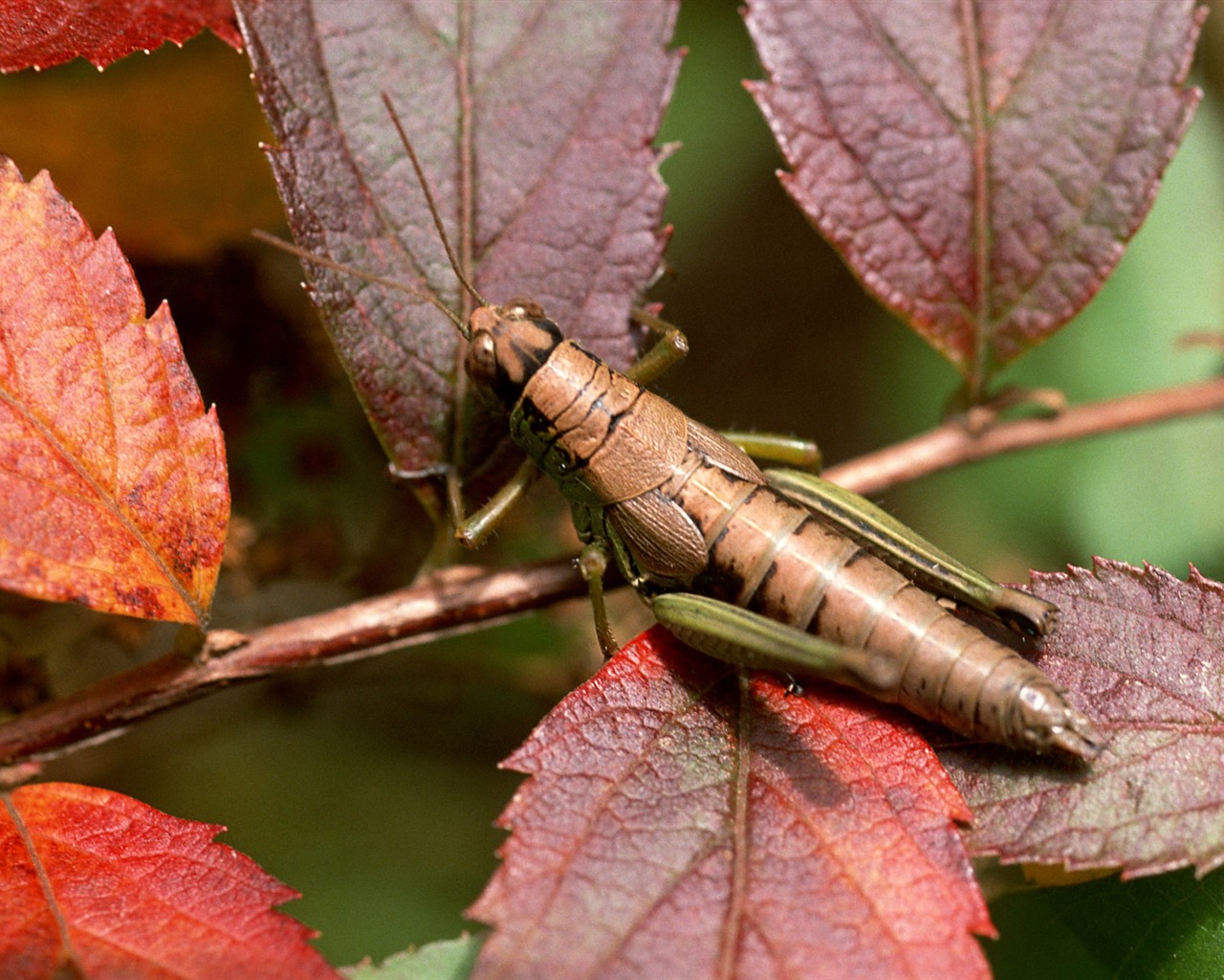 Papier peint des insectes # - 1280x1024