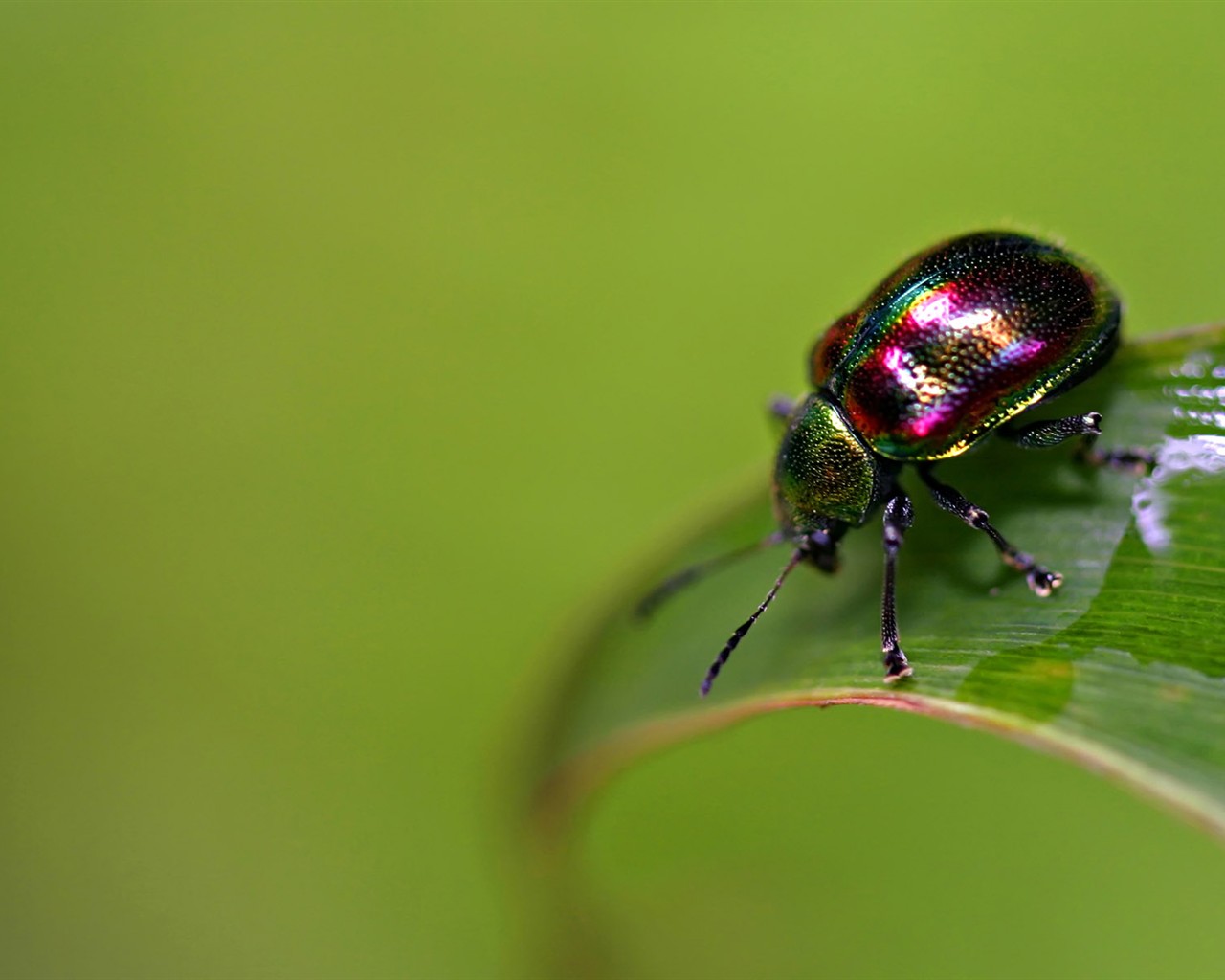 Papier peint des insectes # - 1280x1024