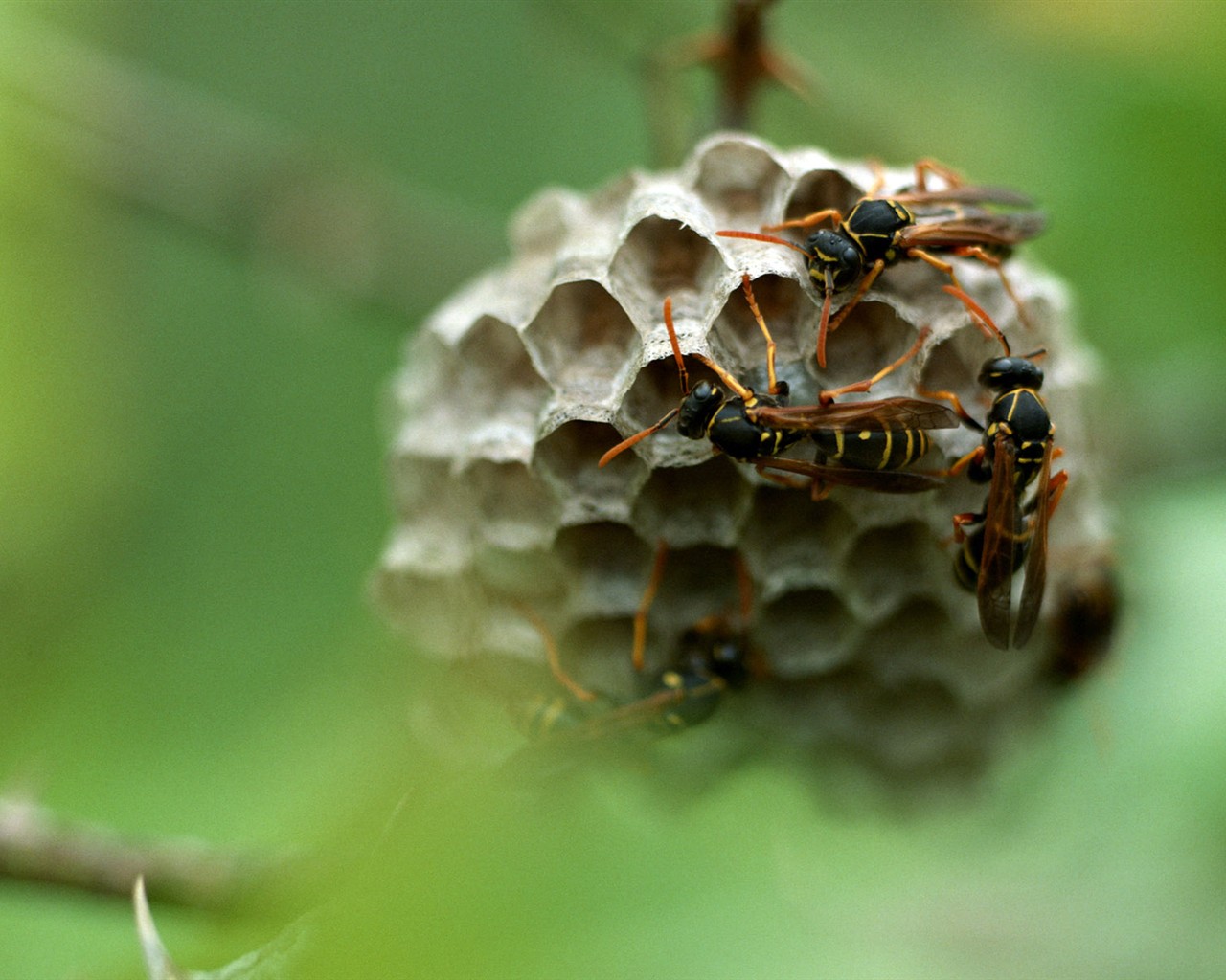 Papier peint des insectes # - 1280x1024