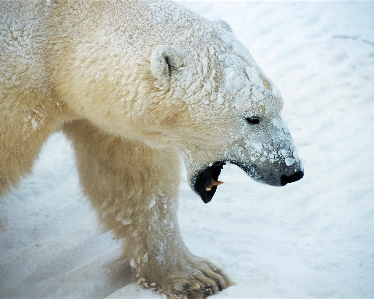 Animal Wallpaper Collection (3) #8 - 1280x1024