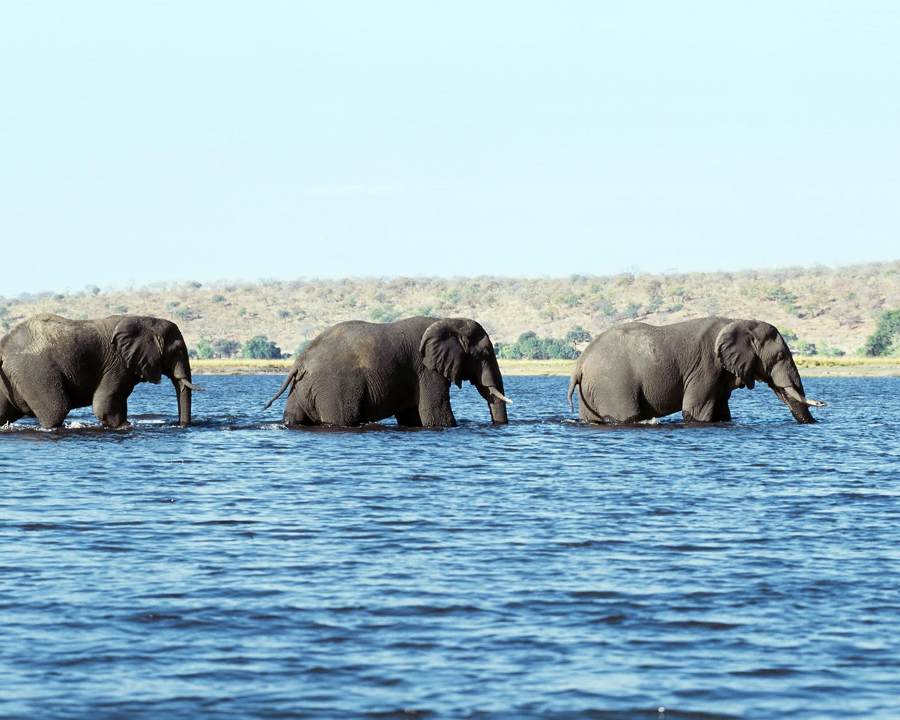 Animal Wallpaper Collection (3) #14 - 1280x1024