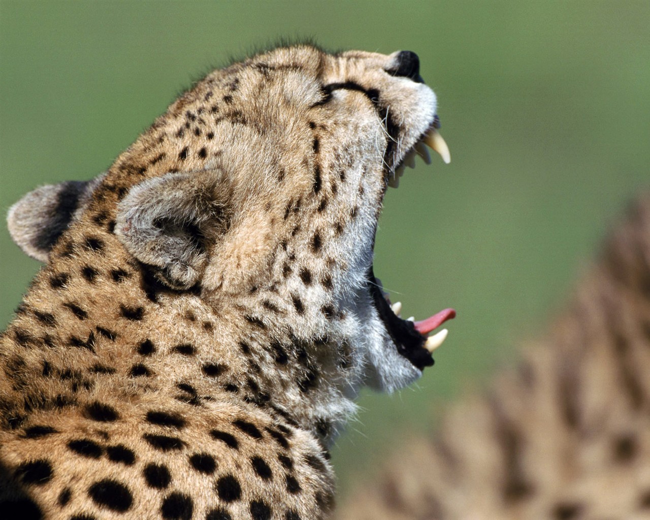 Animal Wallpaper Collection (3) #17 - 1280x1024