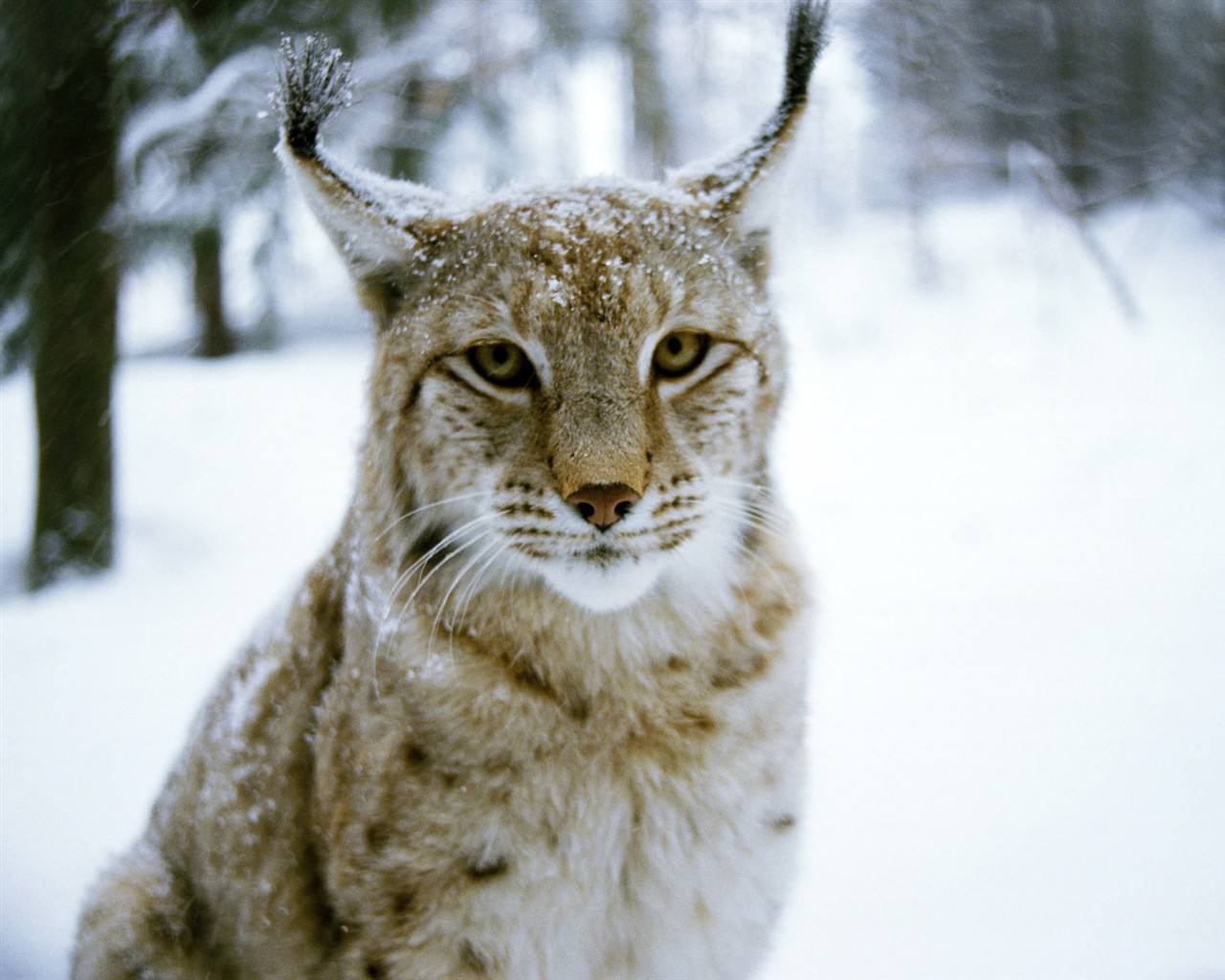Animal Wallpaper Collection (3) #26 - 1280x1024