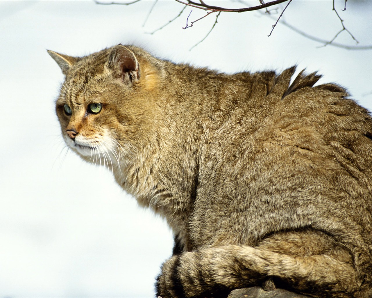 Animal Wallpaper Collection (3) #27 - 1280x1024