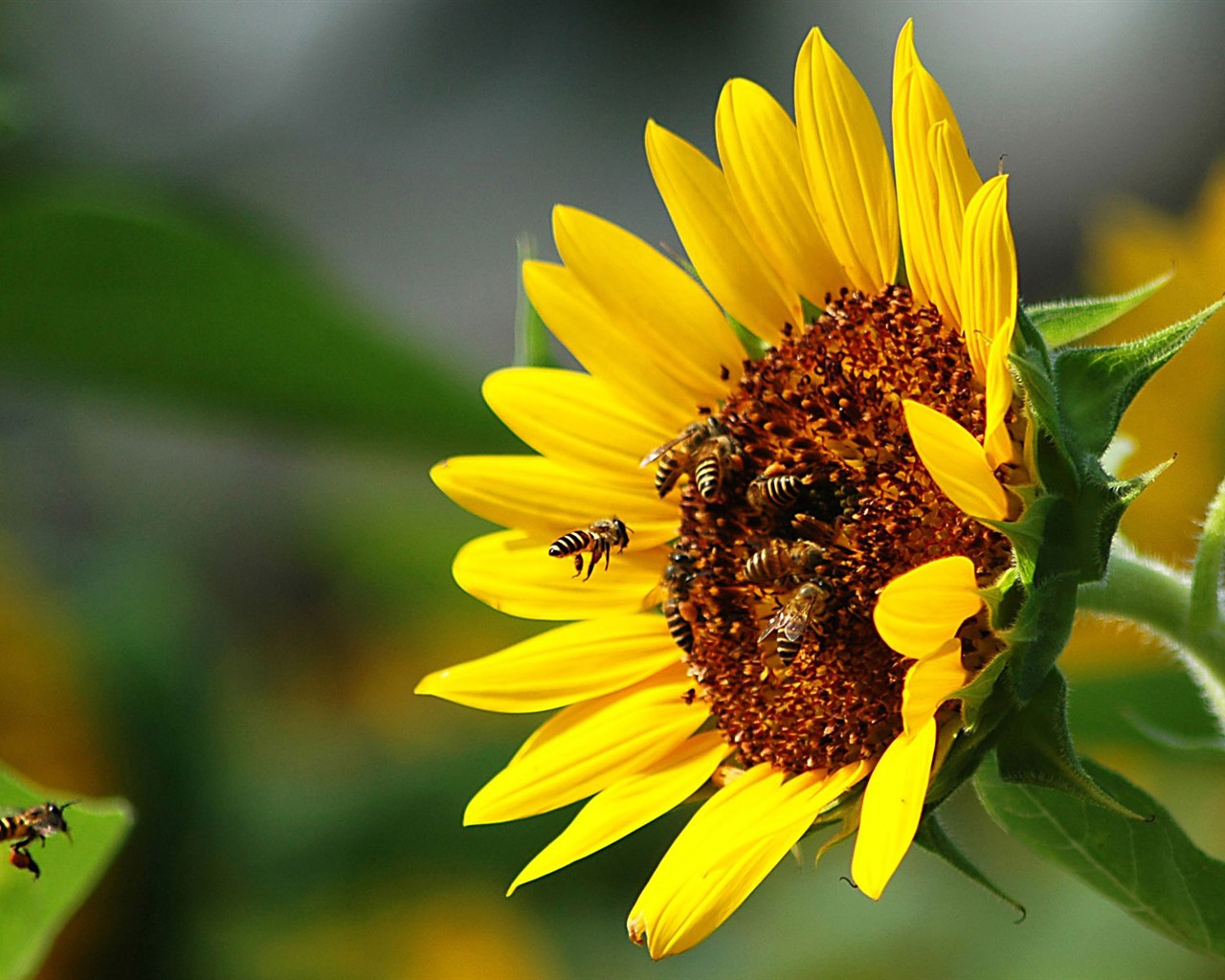 Láska Bee květin tapety (1) #1 - 1280x1024