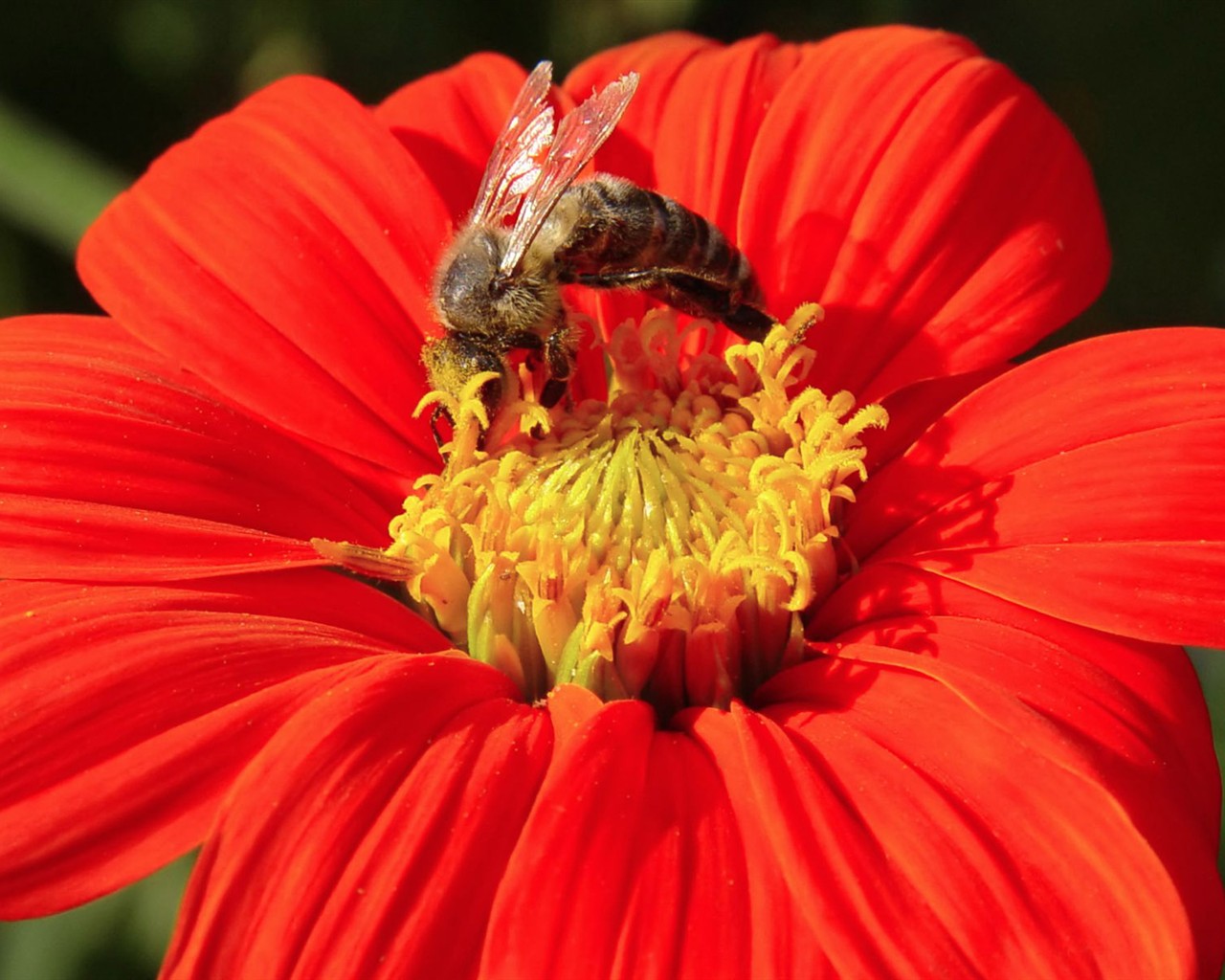 Láska Bee květin tapety (1) #3 - 1280x1024