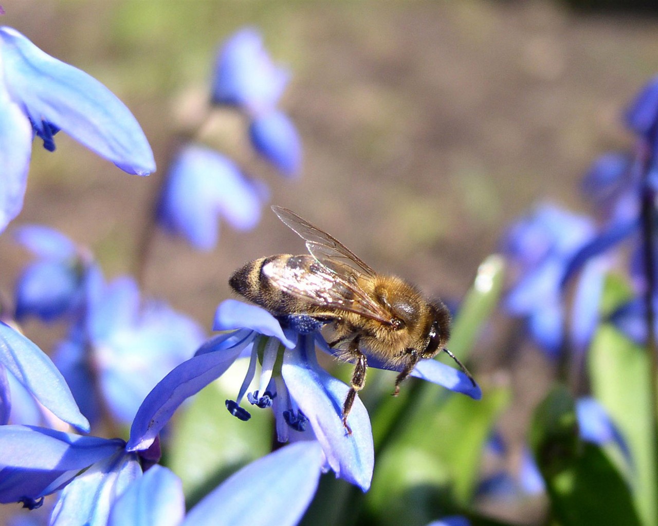 Láska Bee květin tapety (1) #4 - 1280x1024