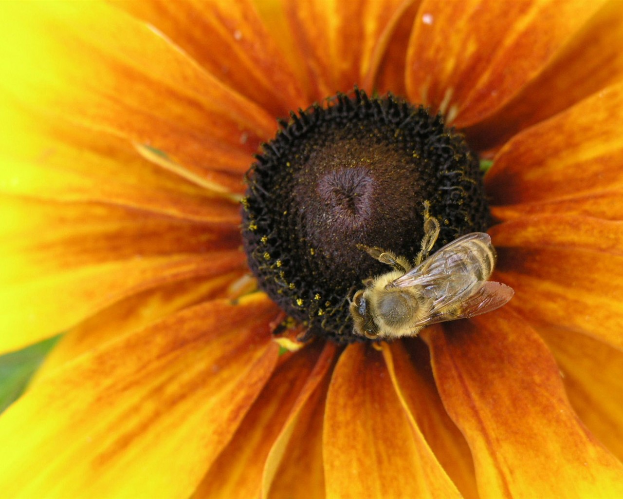Love Bee Flower Wallpaper (1) #7 - 1280x1024