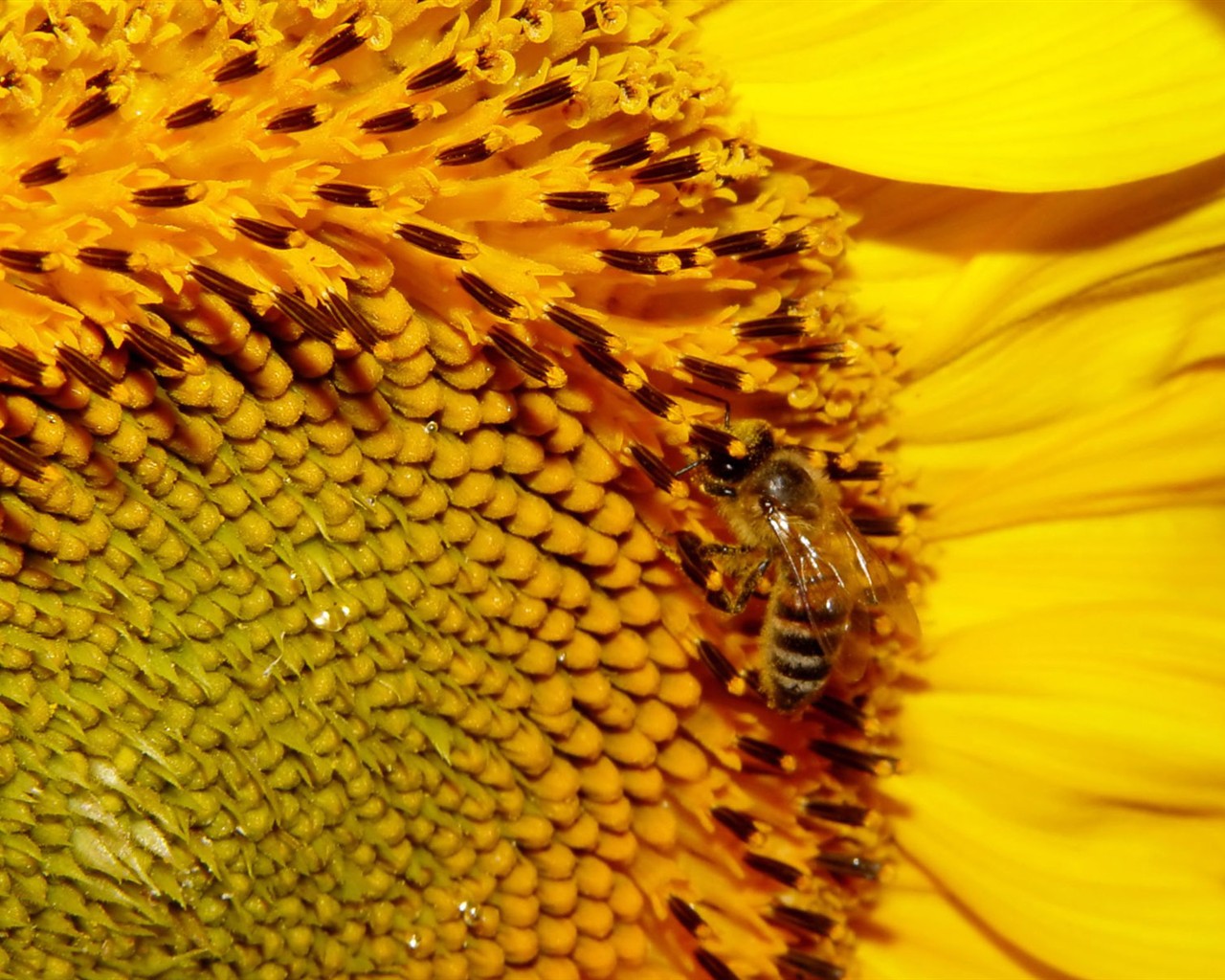 Láska Bee květin tapety (1) #10 - 1280x1024