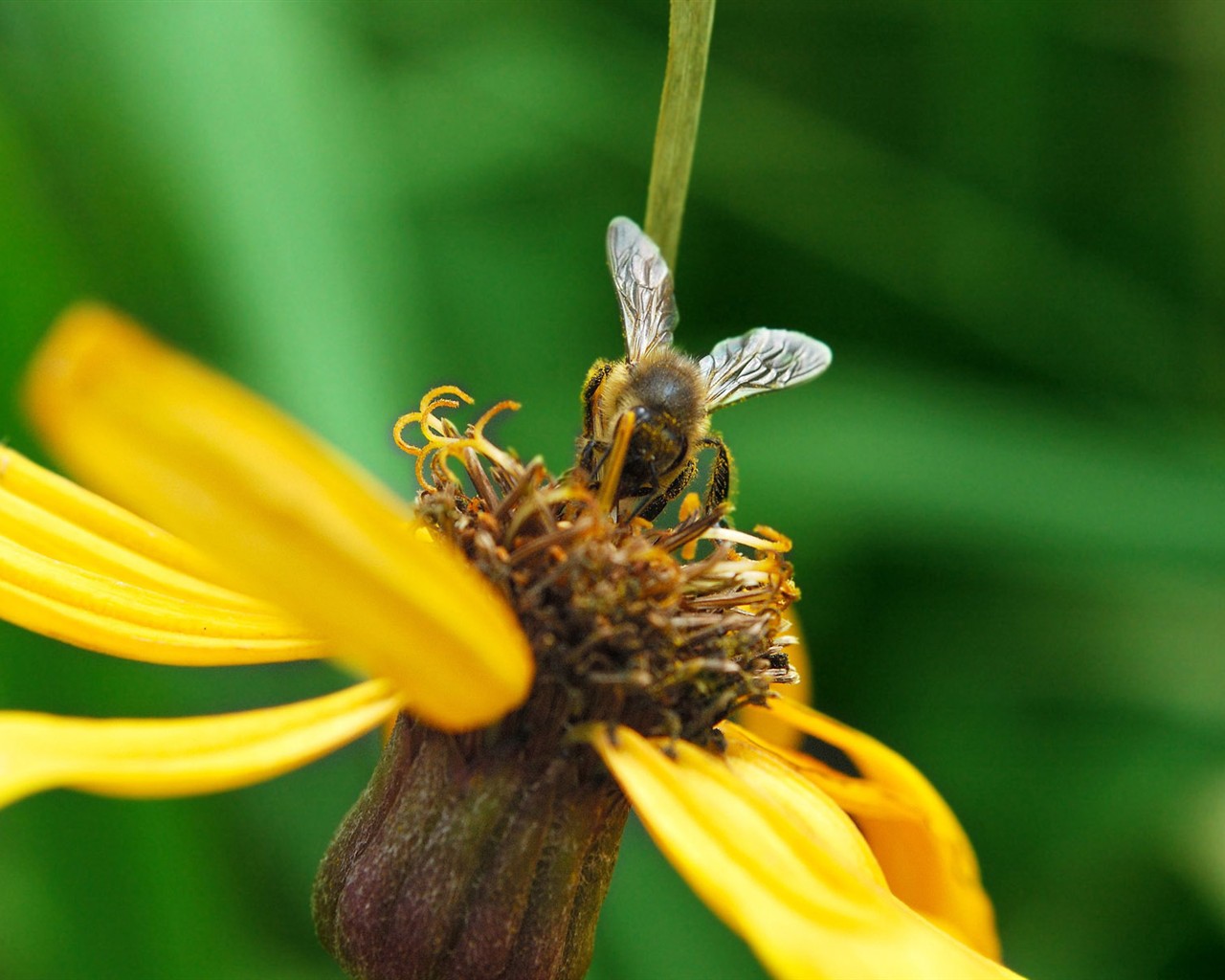 Love Bee Flower wallpaper (1) #11 - 1280x1024