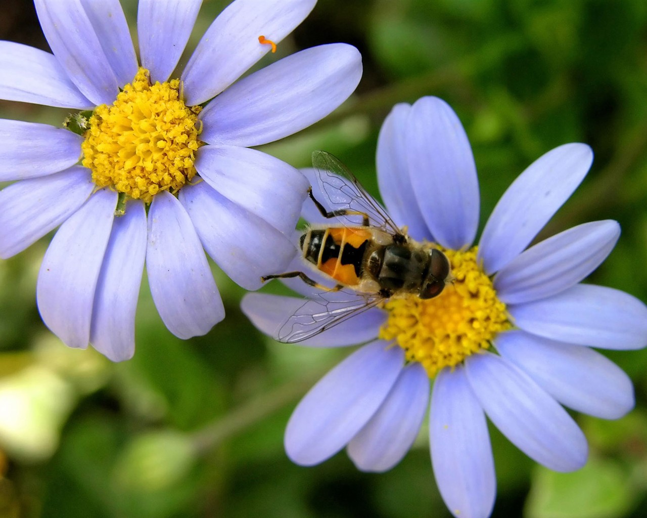 Láska Bee květin tapety (1) #12 - 1280x1024