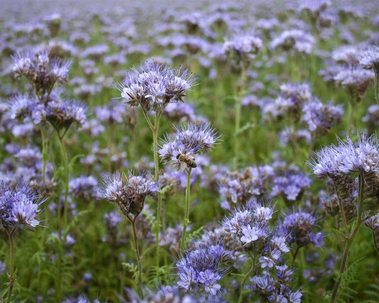 Love Bee Flower wallpaper (1) #18 - 1280x1024