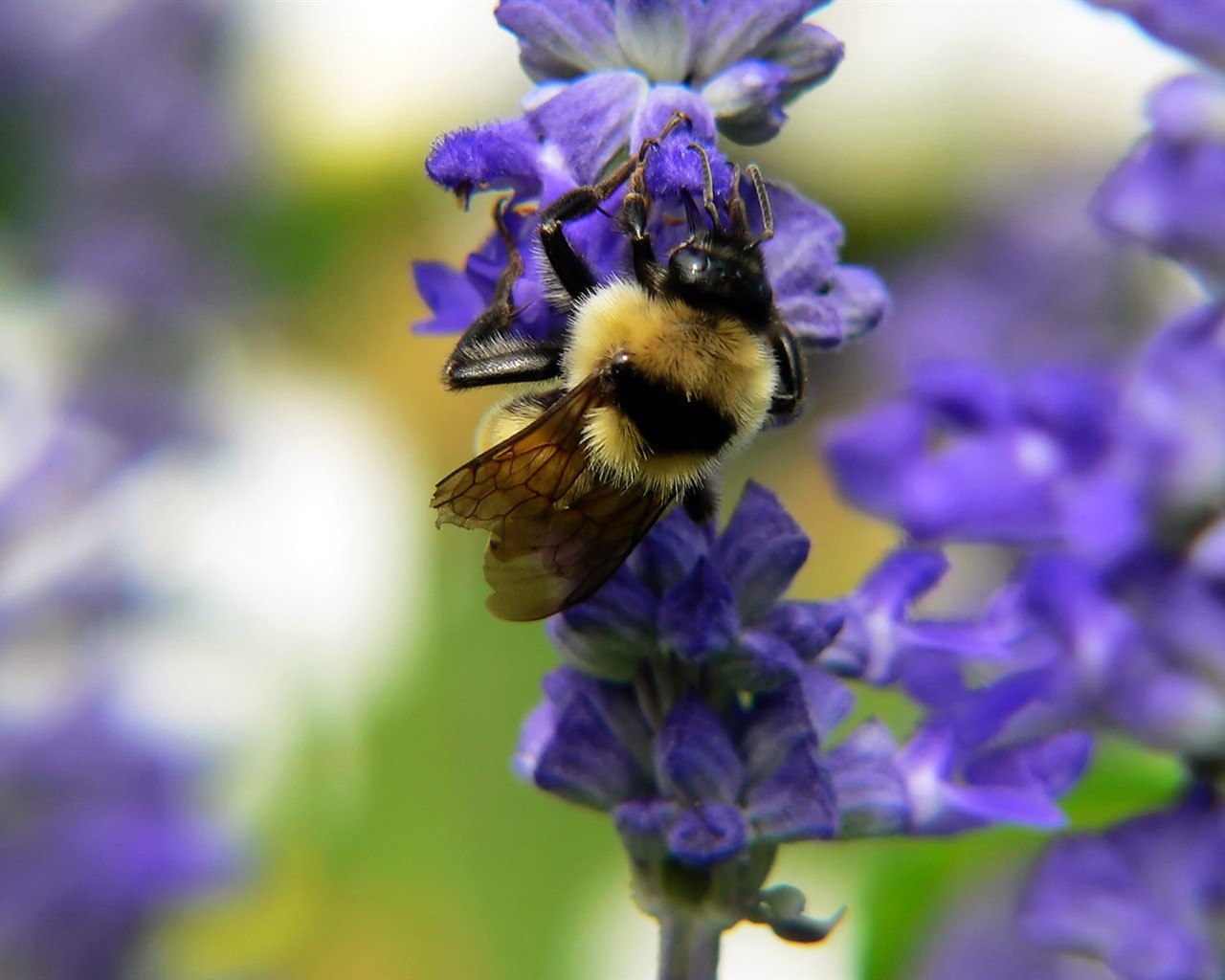 Láska Bee květin tapety (1) #19 - 1280x1024