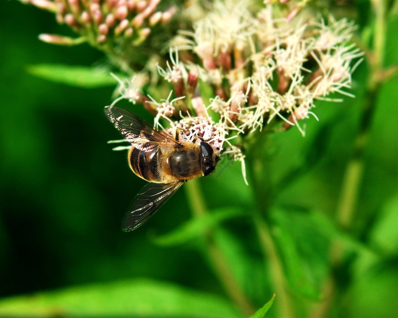 Láska Bee Květina tapetu (2) #1 - 1280x1024
