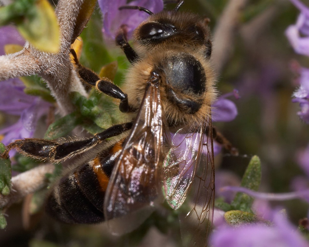 Love Bee Flower wallpaper (2) #2 - 1280x1024