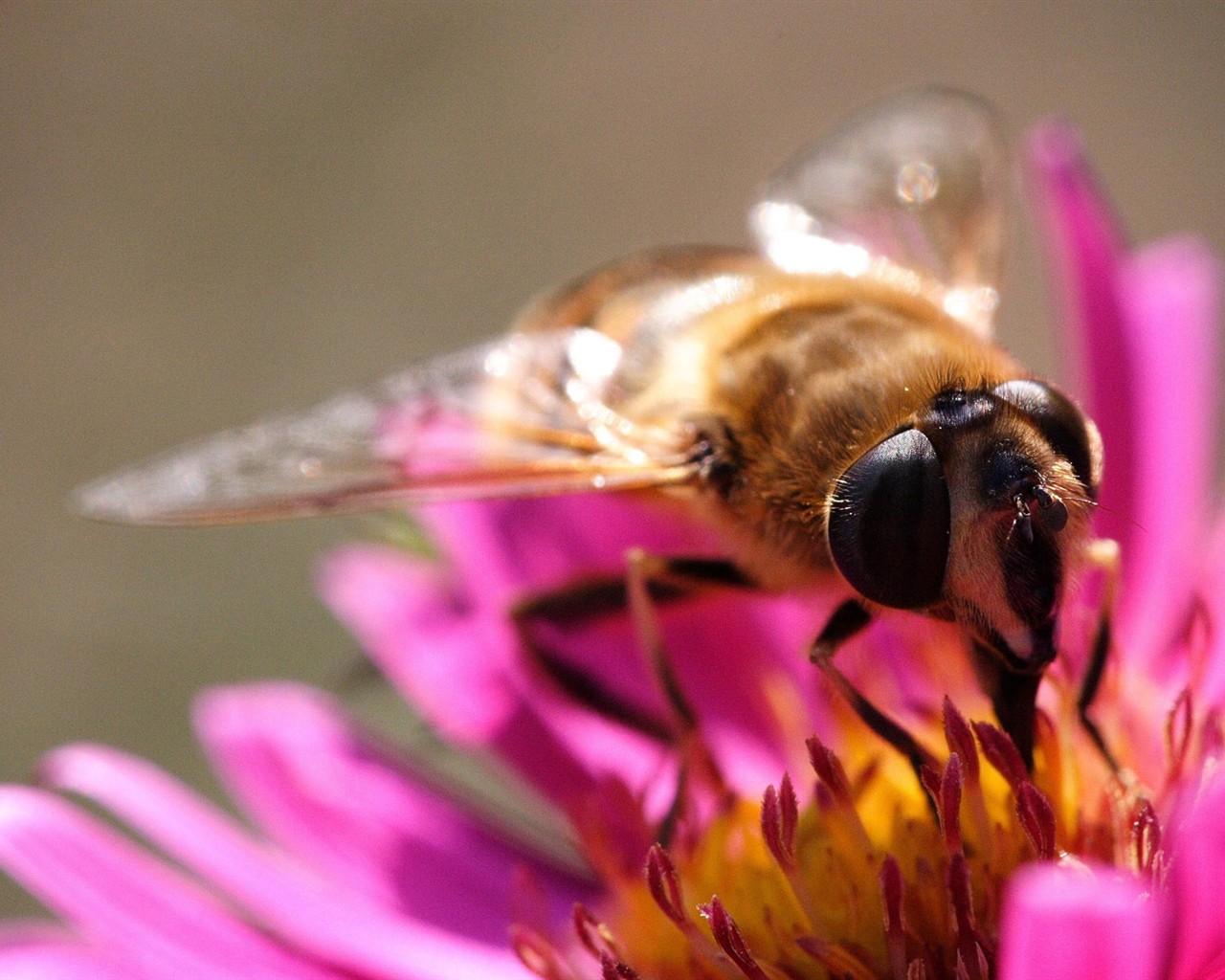Láska Bee Květina tapetu (2) #5 - 1280x1024