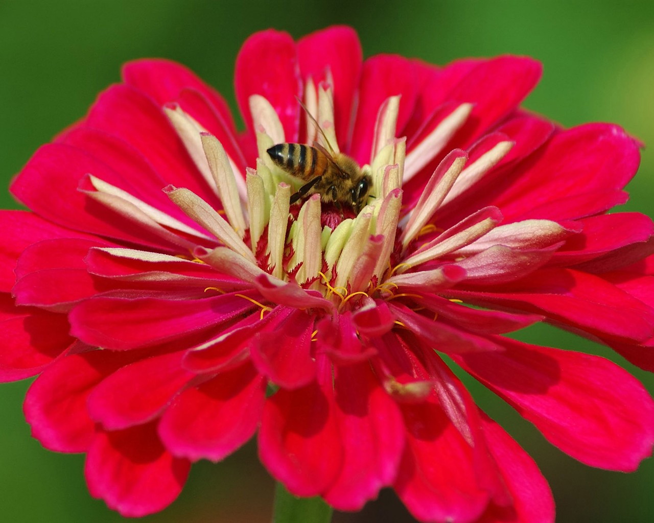 Love Bee Flower wallpaper (2) #6 - 1280x1024