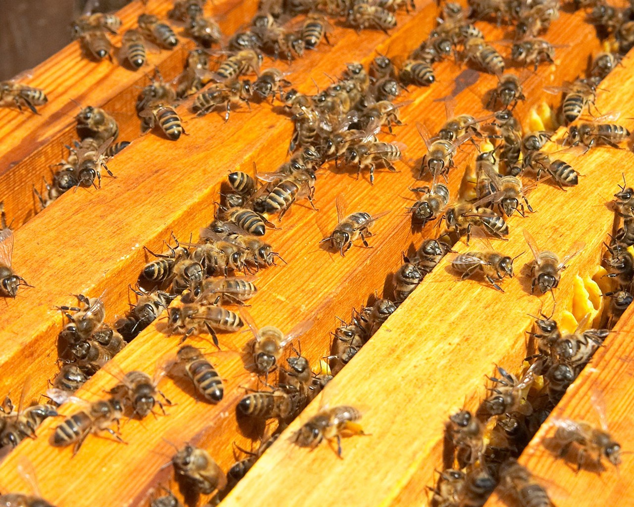Láska Bee Květina tapetu (2) #7 - 1280x1024
