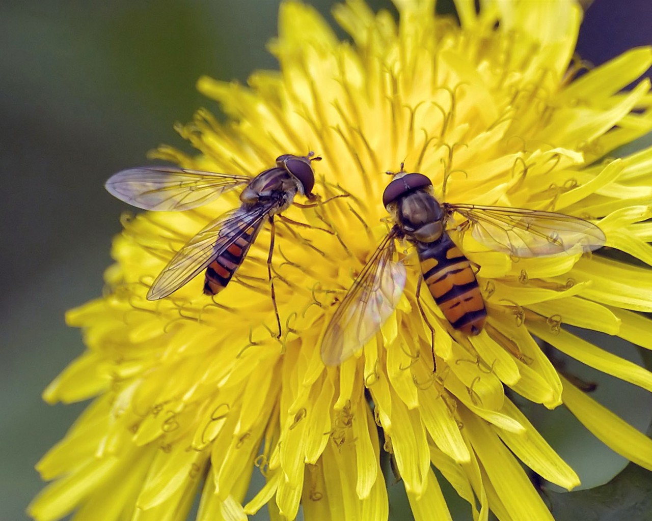 Love Bee Flower wallpaper (2) #16 - 1280x1024