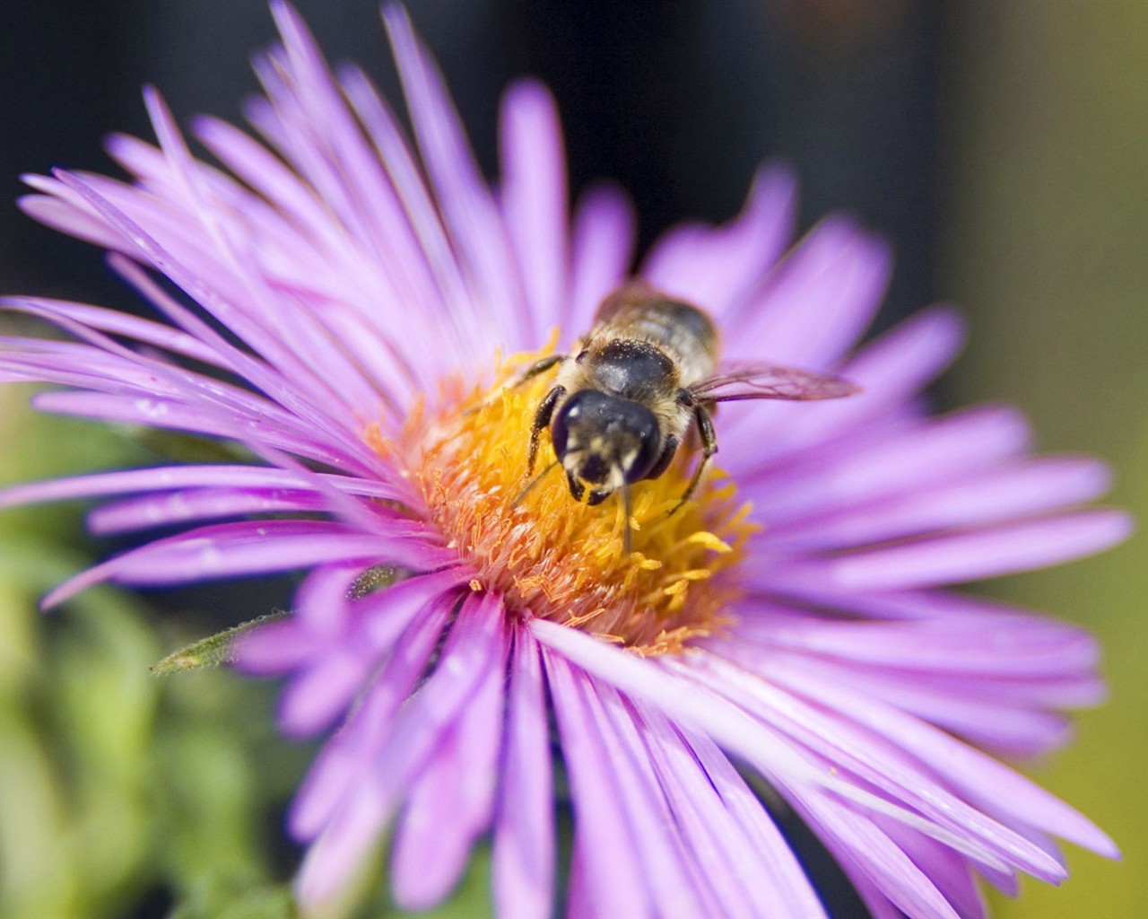 Láska Bee Květina tapetu (2) #17 - 1280x1024