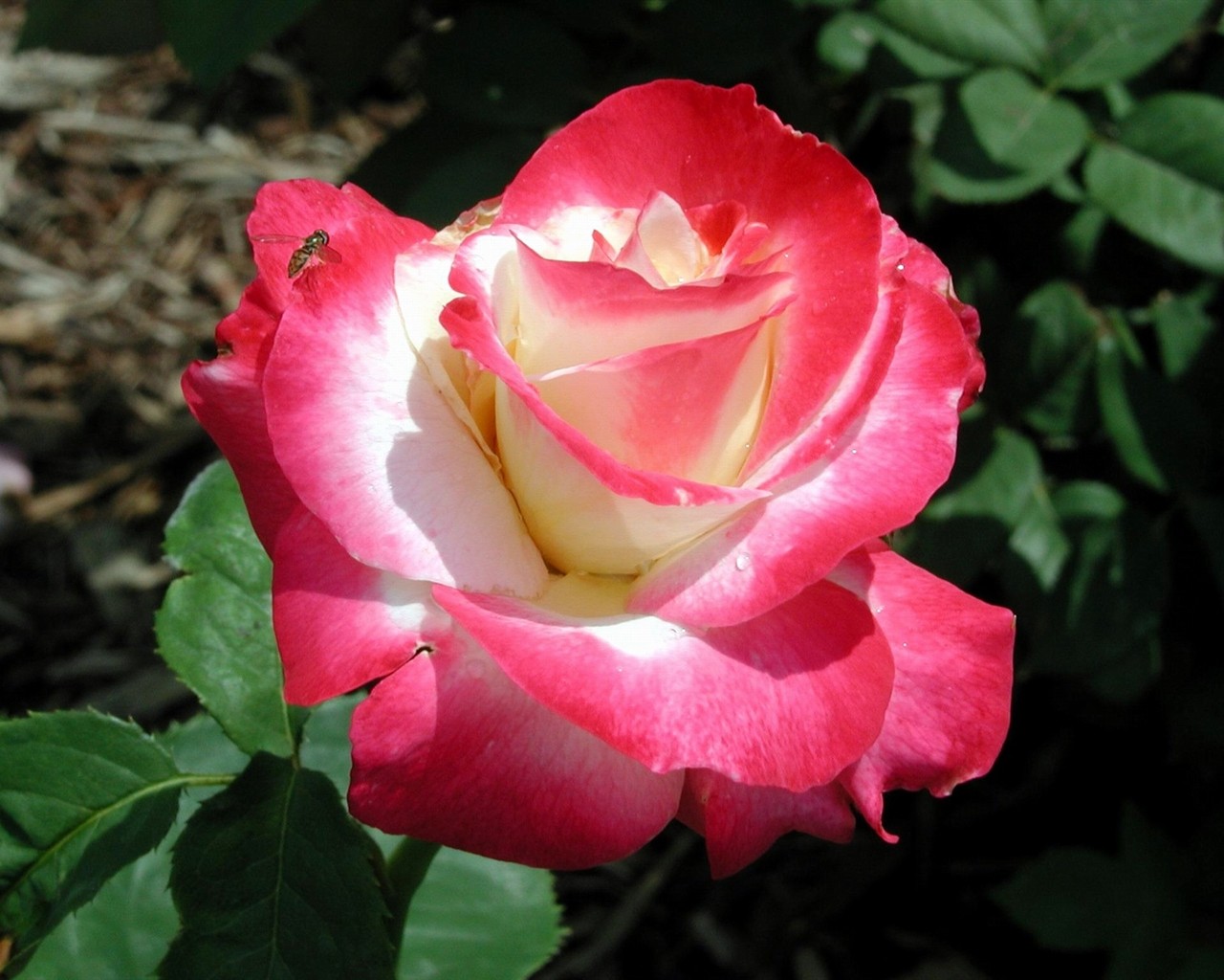 Rose foto super tapetu #1 - 1280x1024