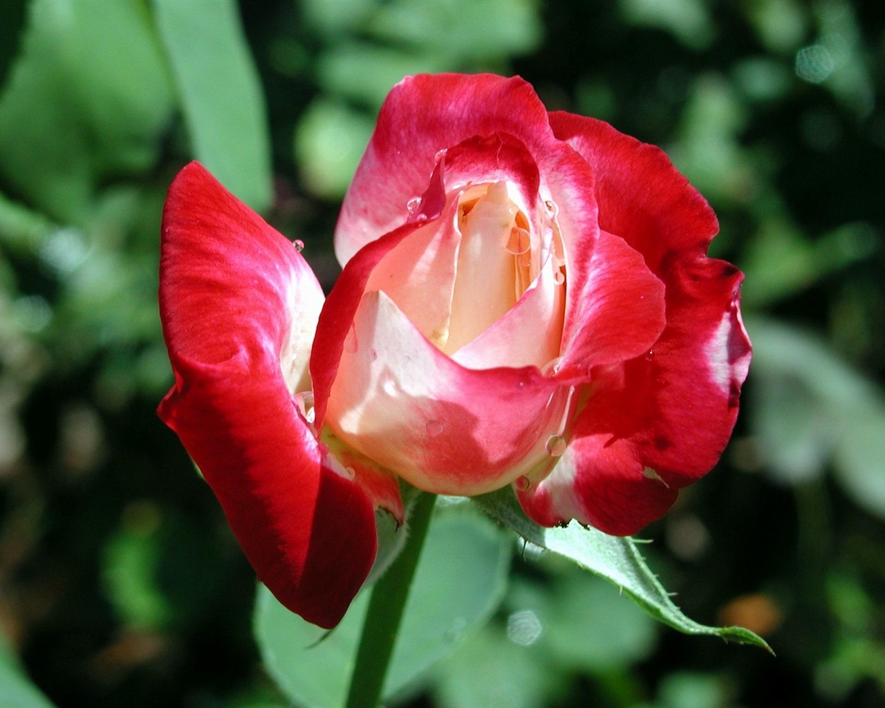 Rose foto super tapetu #2 - 1280x1024