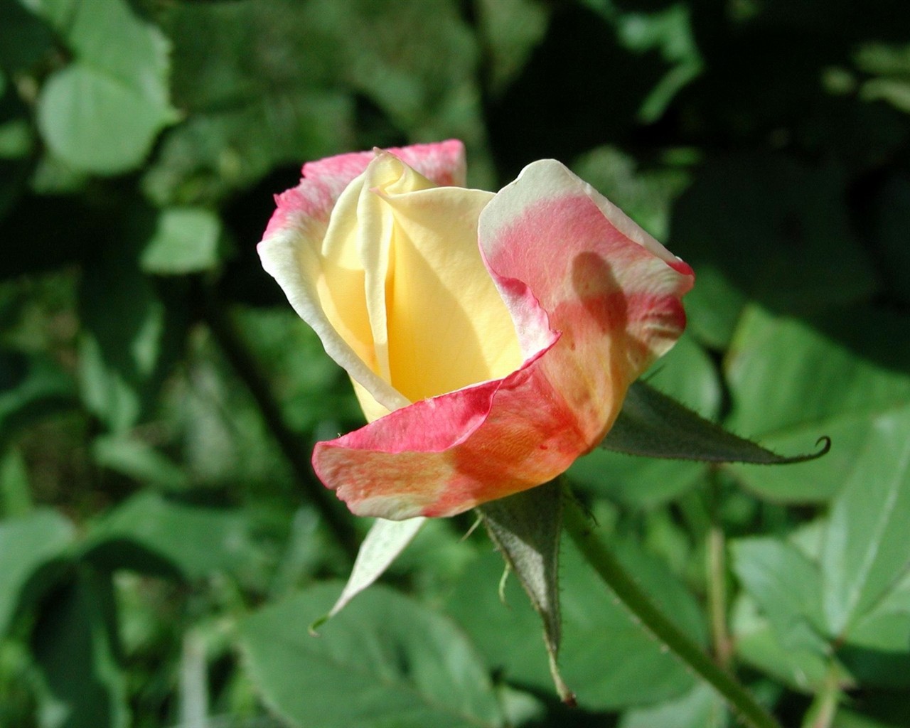 Rose foto super tapetu #4 - 1280x1024