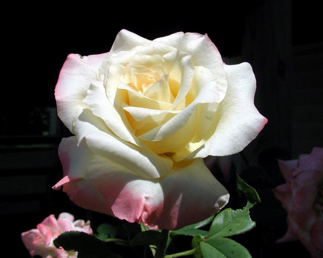 Rose photo super wallpaper #7 - 1280x1024